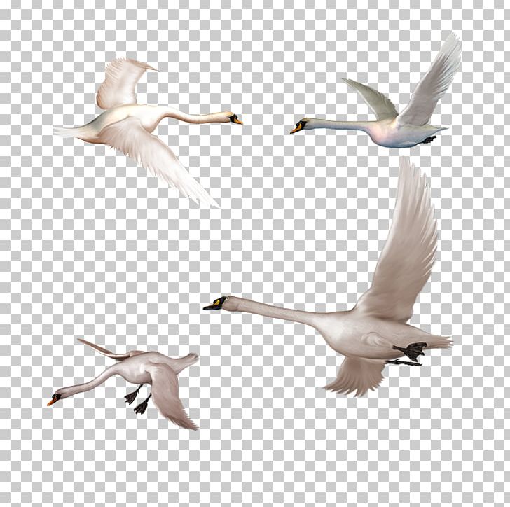 Cygnini PNG, Clipart, Animal, Animal Migration, Animals, Beak, Bird Free PNG Download