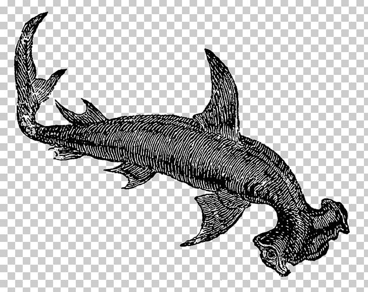 Tiger Shark Drawing Sea PNG, Clipart, Animal, Animals, Aquarium, Black And White, Cartilaginous Fish Free PNG Download