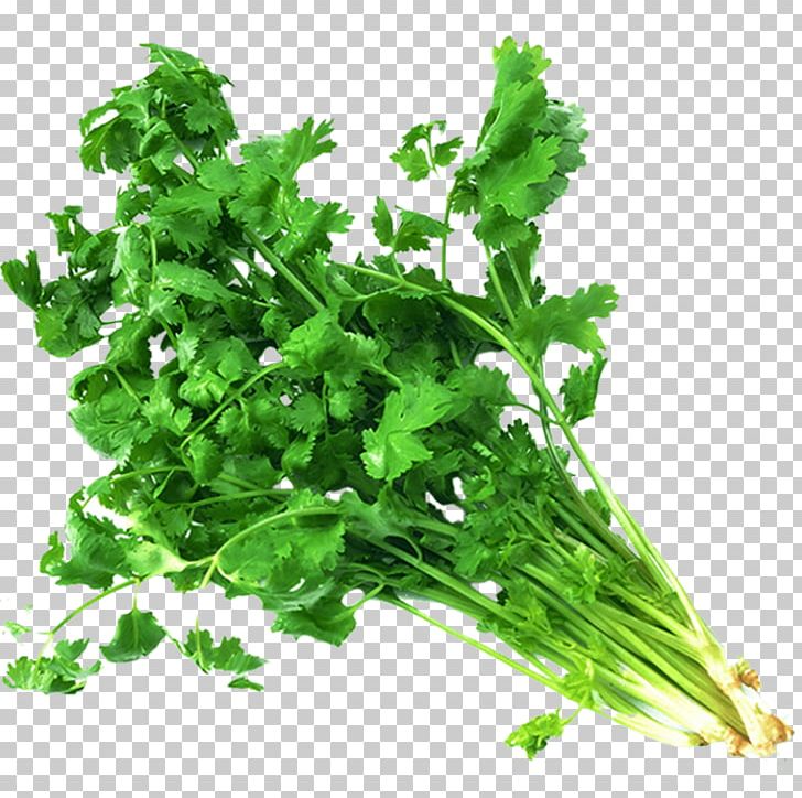 Coriander Indian Cuisine Vegetable Herb Vindaloo PNG, Clipart, Cilantro, Coriander, Curry Tree, Eggplant, Food Free PNG Download