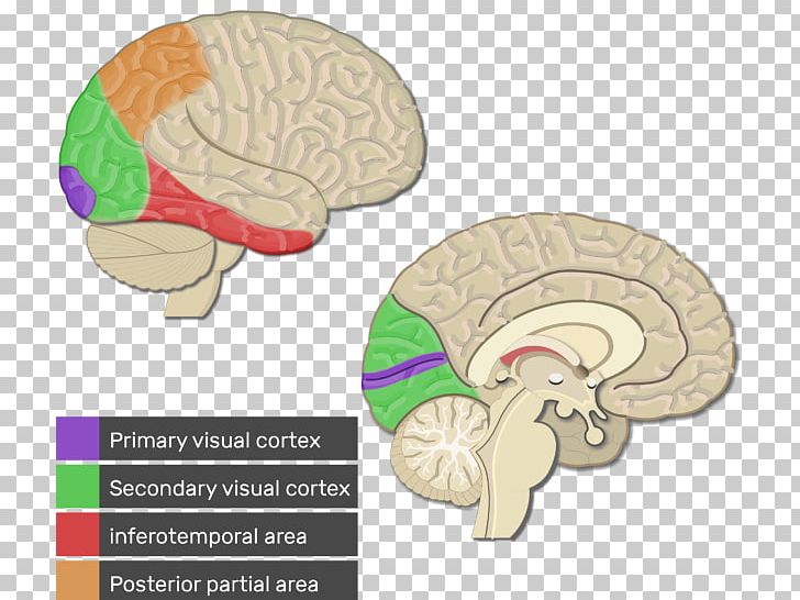 Visual Cortex Cerebral Cortex Primary Motor Cortex Parietal Lobe Primary Somatosensory Cortex PNG, Clipart, Anatomy, Brain, Cerebral Cortex, Cortex, Human Brain Free PNG Download