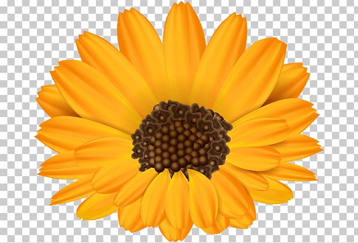 Common Sunflower Stock Photography PNG, Clipart, Art, Calendula, Chrysanths, Clip, Common Daisy Free PNG Download