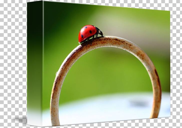 Macro Photography PNG, Clipart, Art, Closeup, Insect, Invertebrate, Ladybird Free PNG Download