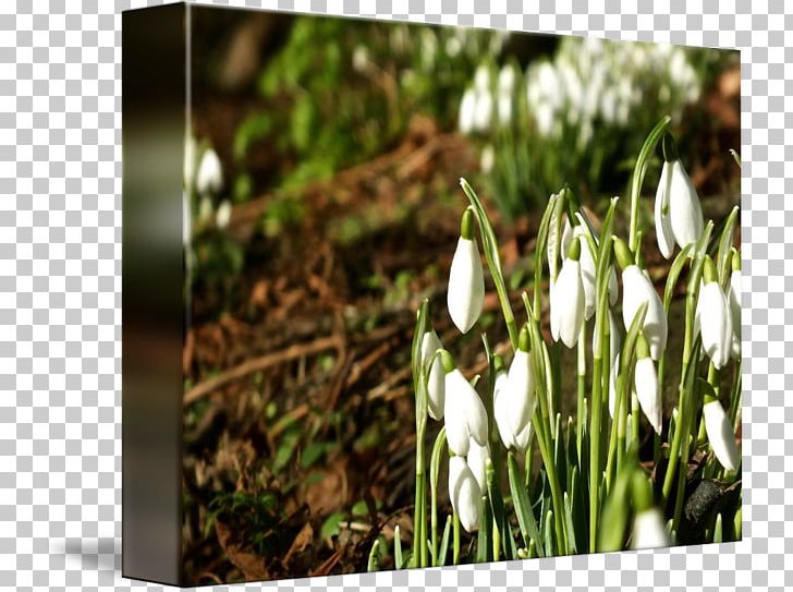 Snowdrop PNG, Clipart, Eucobresia Nivalis, Flora, Flower, Flowering Plant, Galanthus Free PNG Download