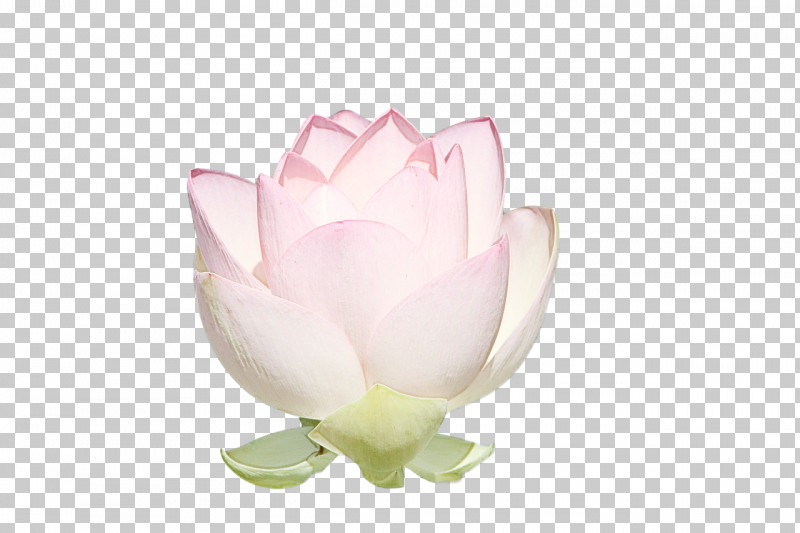 Rose PNG, Clipart, Biology, Cut Flowers, Flower, Petal, Plants Free PNG Download