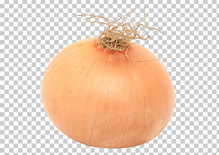 Calabaza Free Onion Shallot Yellow Onion PNG, Clipart, Android, Calabaza, Computer Icons, Cucurbita, Download Free PNG Download