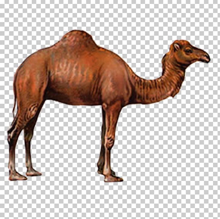 Camel Drawing PNG, Clipart, Animal, Animals, Arabian Camel, Camel, Camel Cartoon Free PNG Download