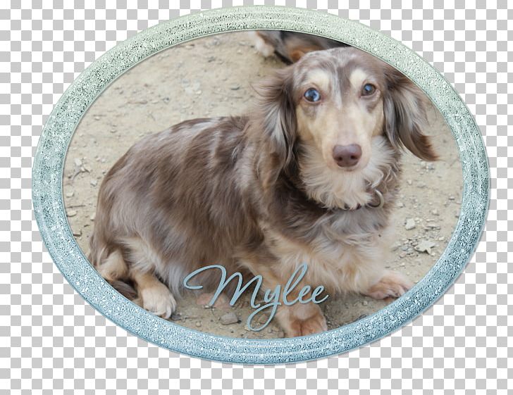 Dog Breed Spaniel Companion Dog Crossbreed PNG, Clipart, American Kennel Club, Breed, Companion Dog, Crossbreed, Dog Free PNG Download