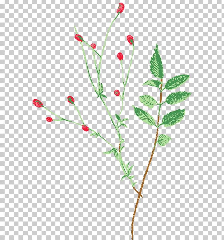 Lilium PNG, Clipart, Apple Fruit, Auglis, Branch, Bud, Download Free PNG Download