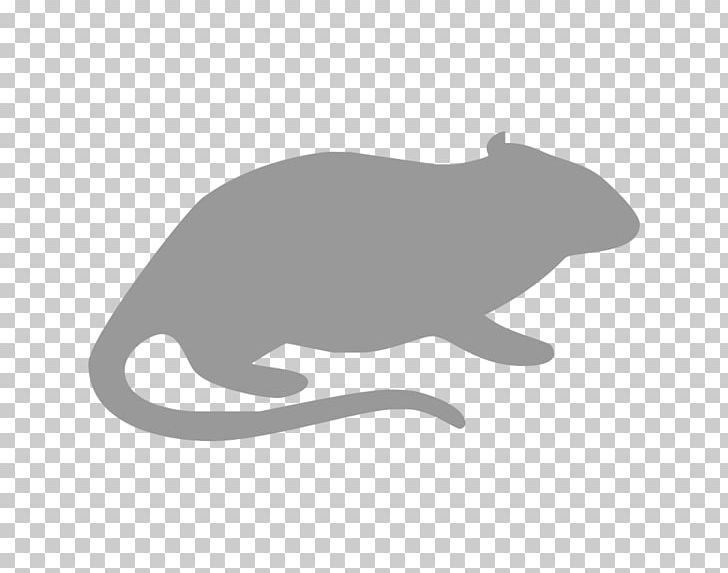 Rodent Cat Rat Gerbil Guinea Pig PNG, Clipart, Animal, Animals, Beaver, Bed Bug, Black Free PNG Download