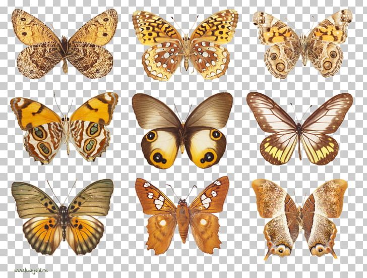 Butterfly Moth Decoupage PNG, Clipart, Arthropod, Brown Background, Brown Butterfly, Brush Footed Butterfly, Butterflie Free PNG Download