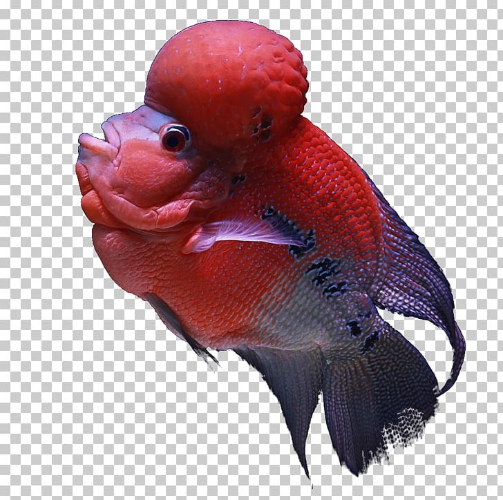 Koi Aquarium Fish India Tropical Fish PNG, Clipart, Animals, Aquarium, Beak, Chennai, Fish Free PNG Download