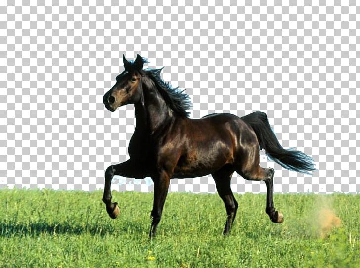 Missouri Fox Trotter Arabian Horse Tennessee Walking Horse Thoroughbred American Quarter Horse PNG, Clipart, Animal, Animals, Beautiful, Black, Breed Free PNG Download
