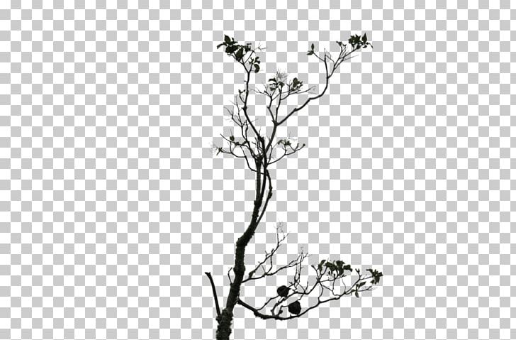 Twig Line Art Drawing Plant Stem PNG, Clipart, Artwork, Black, Black And White, Black M, Branch Free PNG Download