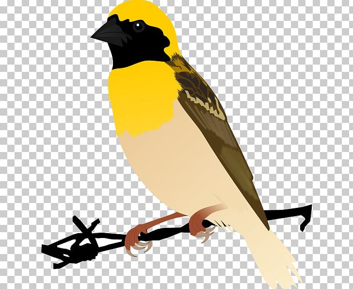 Bird House Sparrow Finch Baya Weaver PNG, Clipart, American Sparrows, Animals, Baya Weaver, Beak, Bird Free PNG Download