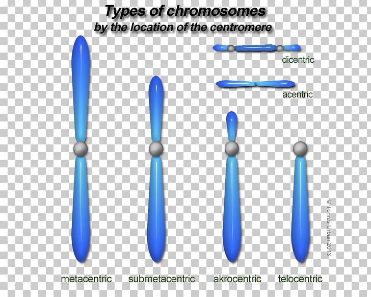 Chromosome Human Genome Haploid Cell Karyotype Haploidi PNG, Clipart, Add, Biology, Cell, Centromere, Chromosome Free PNG Download