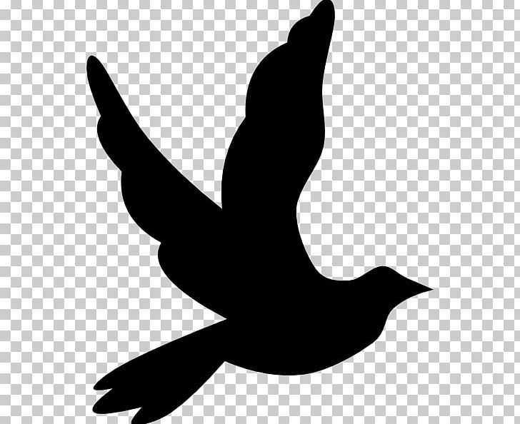 Columbidae PNG, Clipart, Beak, Bird, Black And White, Blue, Columbidae Free PNG Download