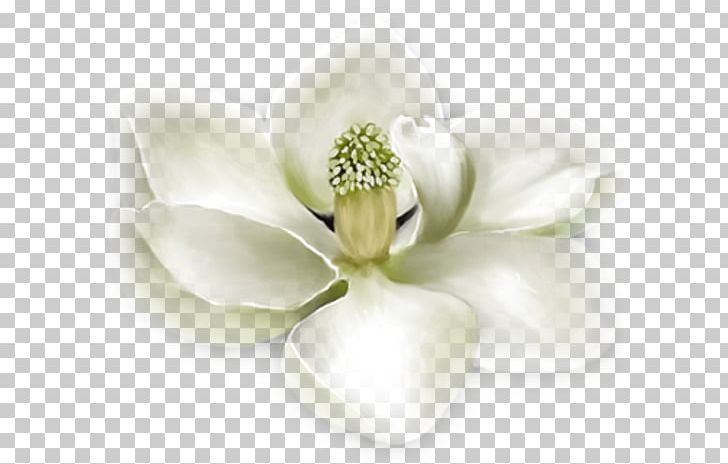 Flower Southern Magnolia Polyvore White PNG, Clipart, Clothing, Cut Flowers, Fashion, Flower, Flowering Plant Free PNG Download