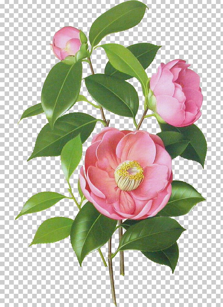 Japanese Camellia Botanical Illustration Botany Watercolor Painting PNG, Clipart, Botanical Illustrator, Branch, Camellia, Camellia Sasanqua, Cut Flowers Free PNG Download