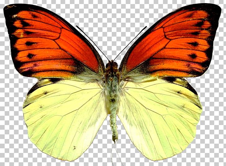 Monarch Butterfly Insect Hebomoia Leucippe Hebomoia Glaucippe PNG, Clipart, Arthropod, Brush Footed Butterfly, Butterflies And Moths, Butterfly, Colias Free PNG Download