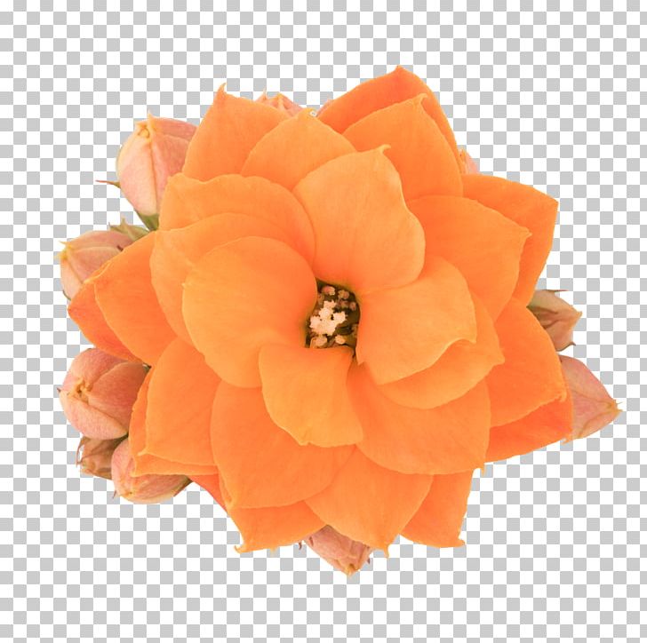 Petal Cut Flowers PNG, Clipart, Cut Flowers, Flower, Height Scale, Orange, Others Free PNG Download