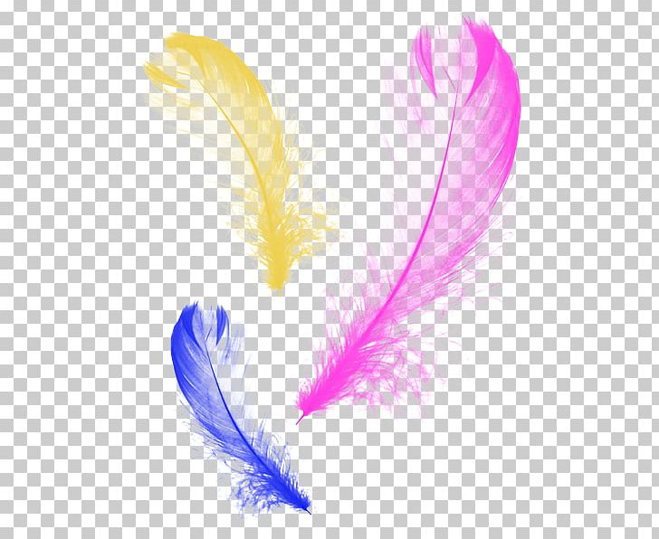 Feather Graphic Design PNG, Clipart, Animals, Cartoon, Color, Decoration, Designer Free PNG Download