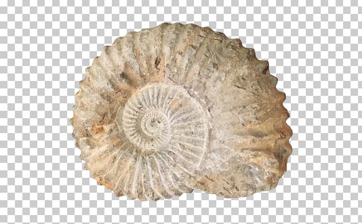 Transitional Fossil Ammonites Seashell Nautilidae PNG, Clipart, Accessories, Ammonite, Ammonites, Animals, Conch Free PNG Download