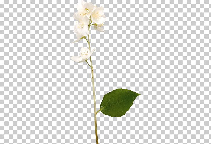 Cut Flowers Drawing PNG, Clipart, Branch, Brown, Bud, Cut Flowers, Cyan Free PNG Download