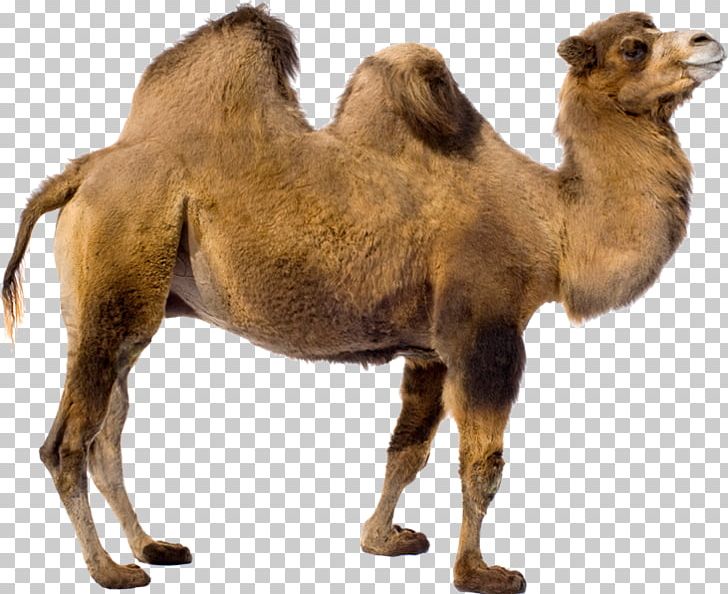 Dromedary Bactrian Camel Baby Camels PNG, Clipart, Animal, Arabian Camel, Baby Camels, Bactrian Camel, Camel Free PNG Download