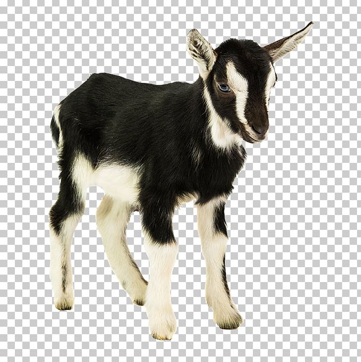 Goat Cattle Animal Sticker Bernese Mountain Dog PNG, Clipart, Animal, Animals, Bernese Mountain Dog, Cattle, Cattle Like Mammal Free PNG Download