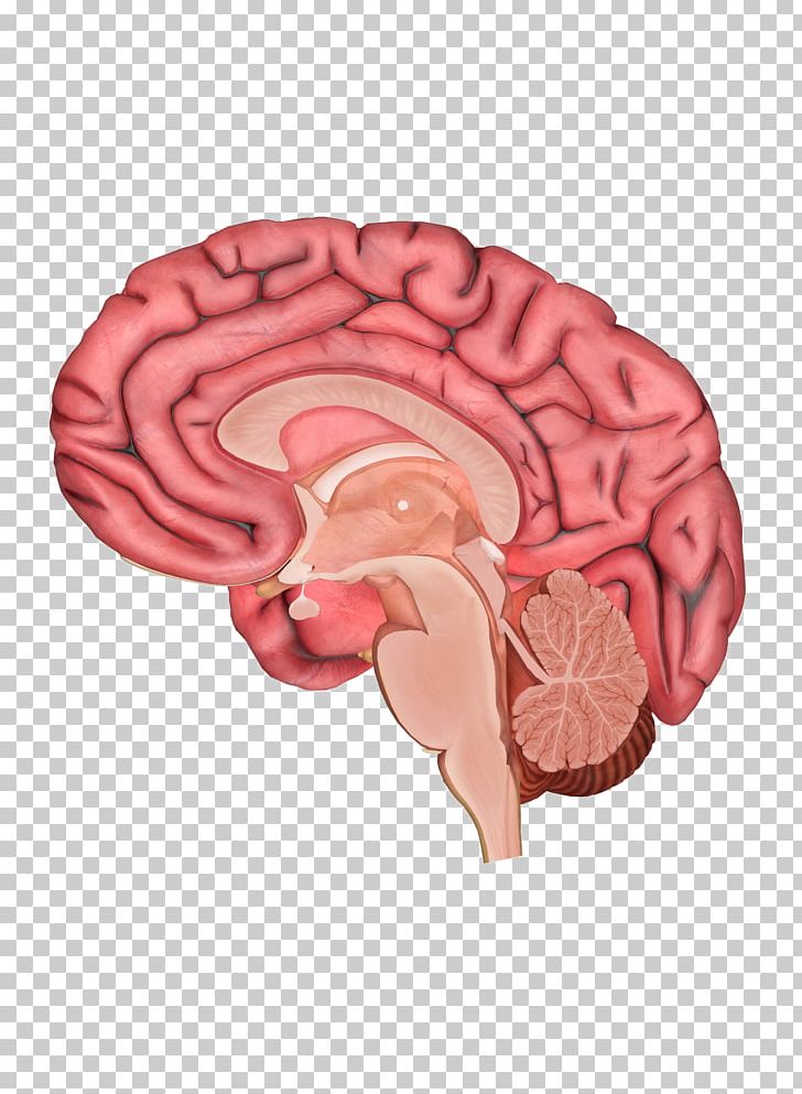 Human Brain Human Body Anatomy Homo Sapiens PNG, Clipart, Anatomy, Brain, Brainstem, Cerebral Hemisphere, Diagram Free PNG Download