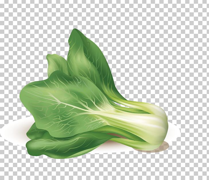 Leaf Vegetable Euclidean PNG, Clipart, Cabbage, Cabbage Cartoon, Cabbage Leaves, Cabbage Vector, Cartoon Cabbage Free PNG Download
