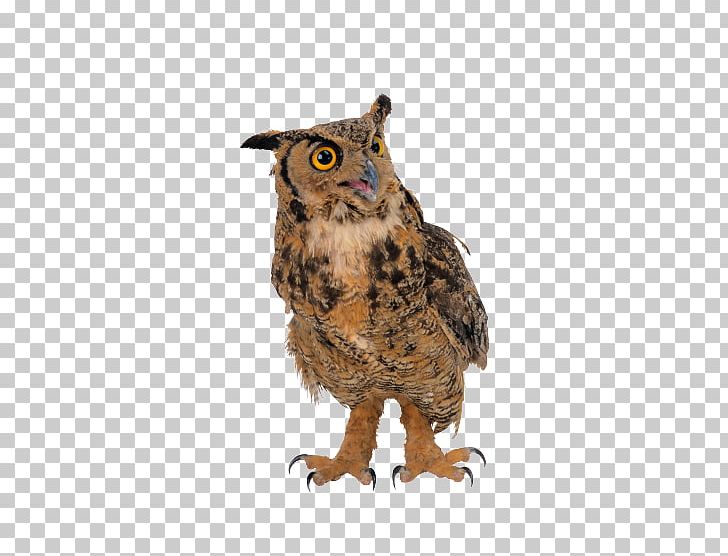 Snowy Owl Great Horned Owl Eurasian Eagle-owl Nocturnality Barn Owl PNG, Clipart, Barn Owl, Beak, Bird, Bird Of Prey, Eastern Screech Owl Free PNG Download