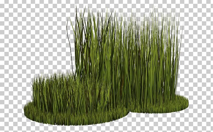 Wheatgrass Vetiver Herbaceous Plant PNG, Clipart, Chrysopogon, Chrysopogon Zizanioides, Cim, Commodity, Grass Free PNG Download
