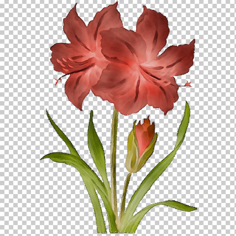 Floral Design PNG, Clipart, Amaryllis, Canna, Cut Flowers, Daylilies, Floral Design Free PNG Download