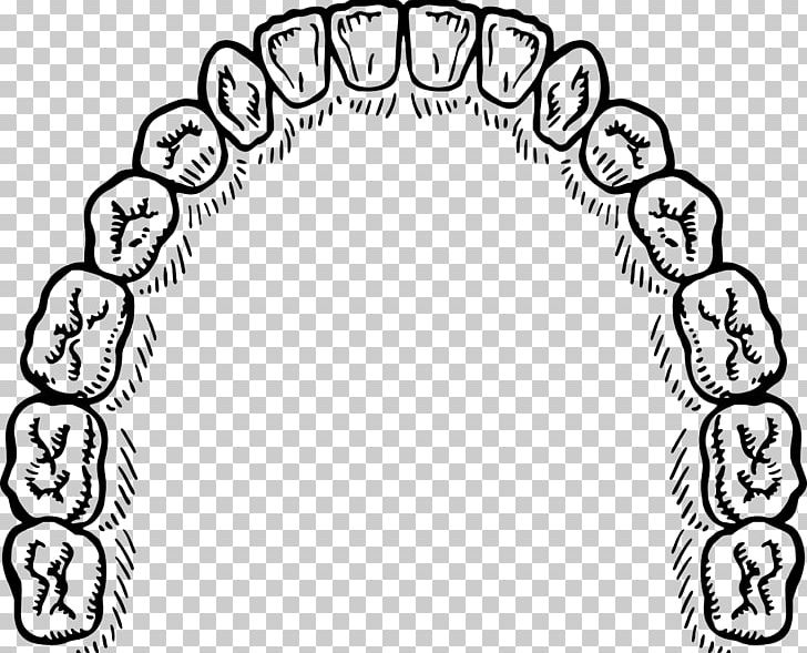 Incisor Tooth PNG, Clipart, Area, Artwork, Black And White, Circle, Computer Icons Free PNG Download