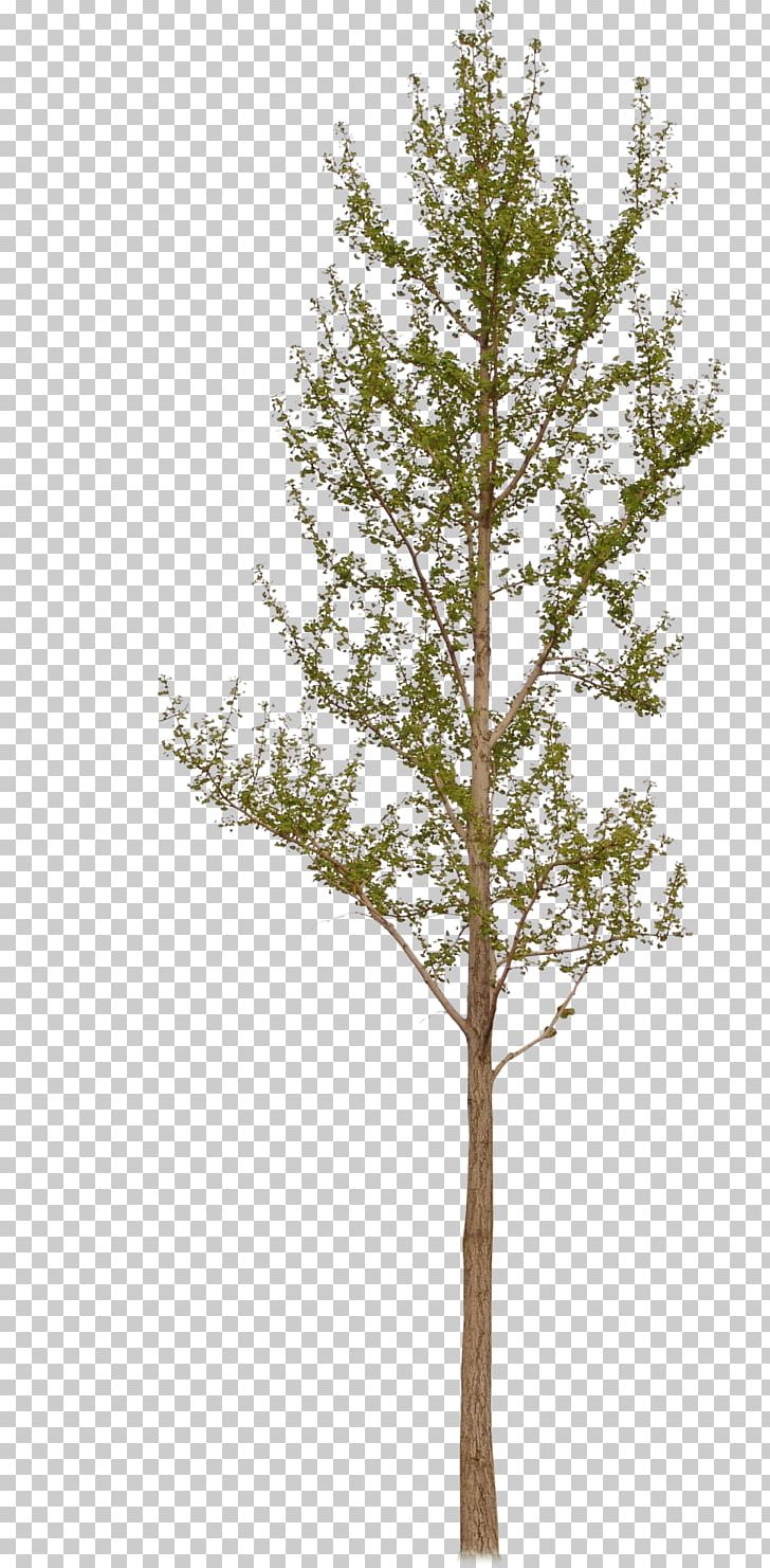 Larch Ginkgo Biloba Plant PNG, Clipart, Autumn Tree, Branch, Christmas Tree, Conifer, Decoration Free PNG Download