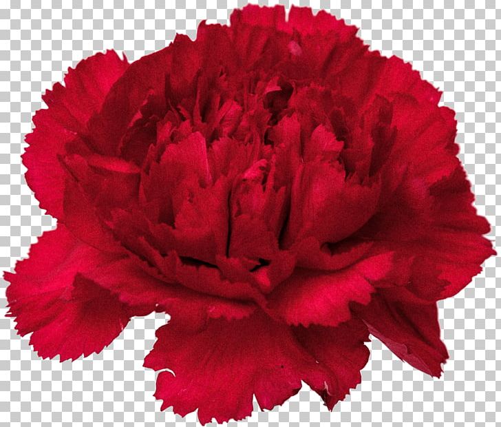 Carnation Cut Flowers PNG, Clipart, Carnation, Clip Art, Cut Flowers, Dianthus, Floral Design Free PNG Download