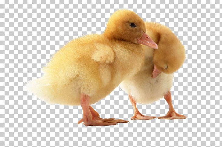 Duck American Pekin Domestic Goose Chicken PNG, Clipart, American Pekin, Animal, Animals, Beak, Bird Free PNG Download