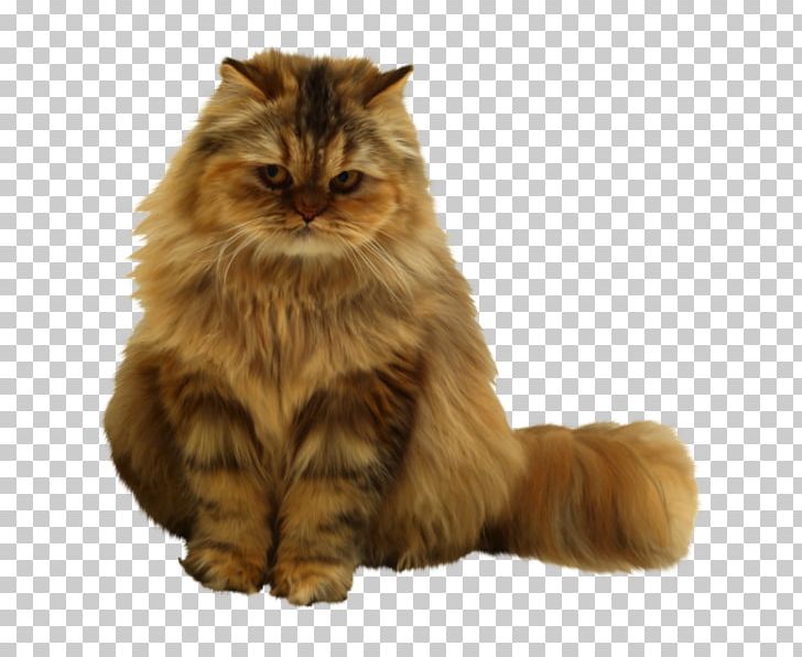 Pet Sitting Persian Cat Dog Kitten PNG, Clipart, Animals, Asian, Asian Semi Longhair, British Semi Longhair, Carnivoran Free PNG Download