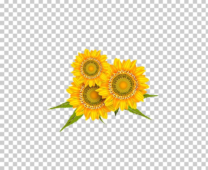 Common Sunflower PNG, Clipart, Adobe Illustrator, Artworks, Cut Flowers, Daisy Family, Decoration Free PNG Download