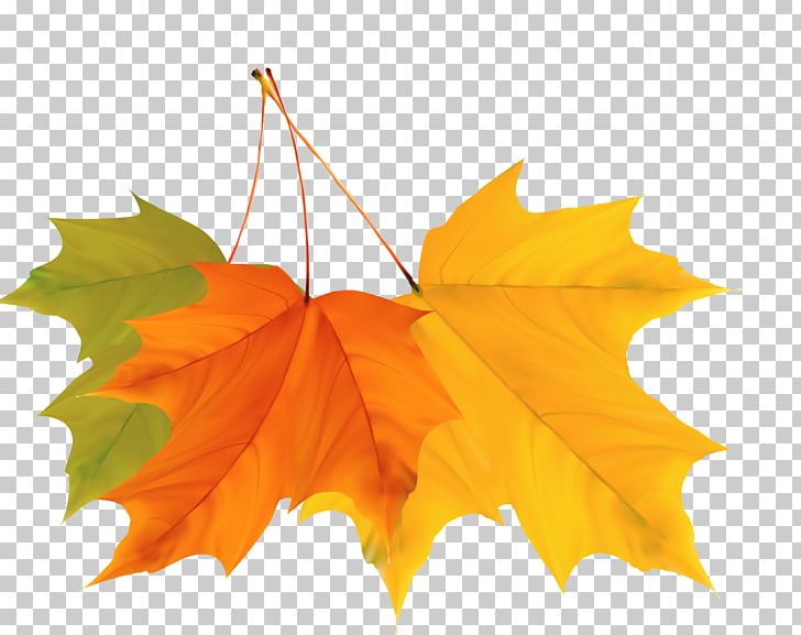 Maple Leaf Autumn PNG, Clipart, Animation, Auglis, Autumn, Autumn Leaf Color, Autumn Leaves Free PNG Download