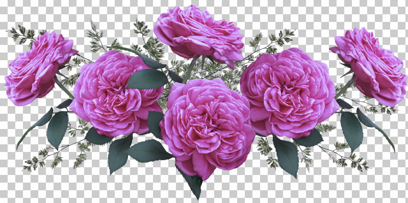 Garden Roses PNG, Clipart, Cabbage Rose, Cut Flowers, Floral Design, Floristry, Flower Free PNG Download