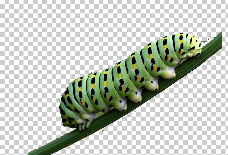 Butterfly Caterpillar Larva Pollinator PNG, Clipart, Butterflies, Butterflies And Moths, Butterfly Change, Butterfly Group, Butterfly Wings Free PNG Download