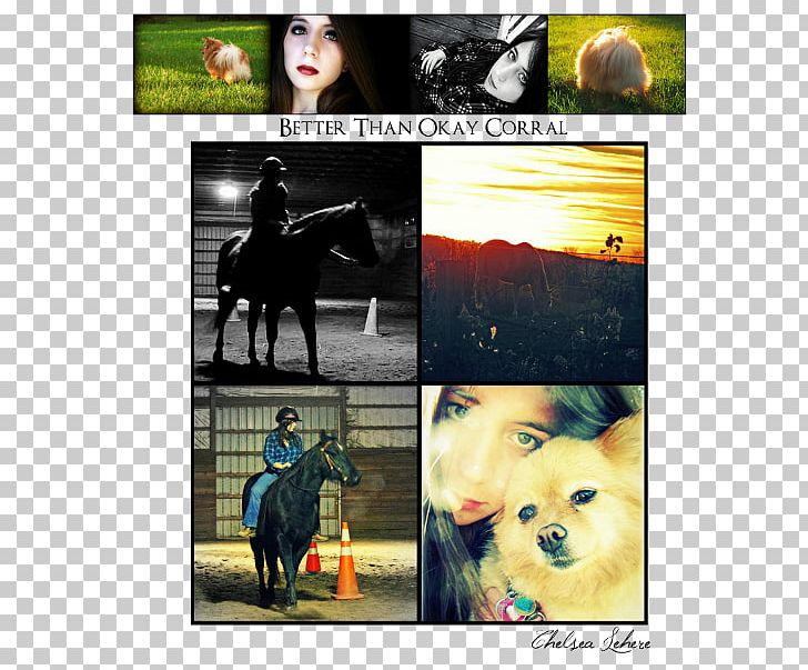 Collage Horse Photomontage Desktop Advertising PNG, Clipart, Advertising, Art, Collage, Computer, Computer Wallpaper Free PNG Download