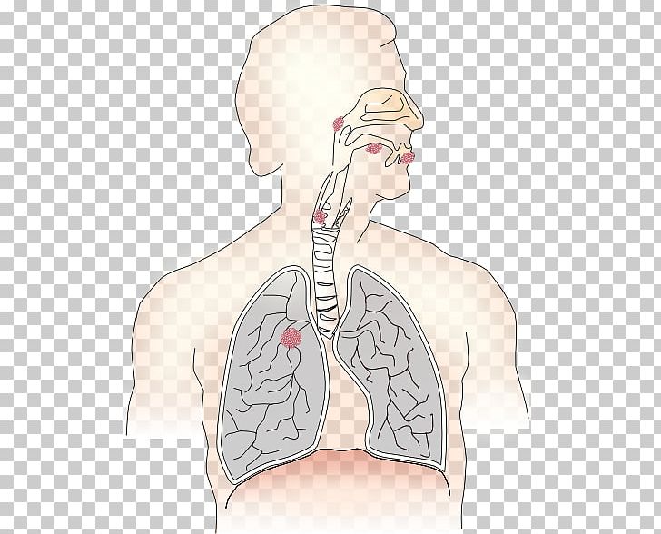 Respiratory System Respiratory Therapist Respiration Breathing Lung PNG, Clipart, Abdomen, Anatomy, Arm, Art, Back Free PNG Download