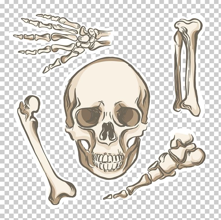 Bone Human Skeleton Human Body Human Anatomy PNG, Clipart, Anatomy, Body, Coccyx, Download, Ear Free PNG Download