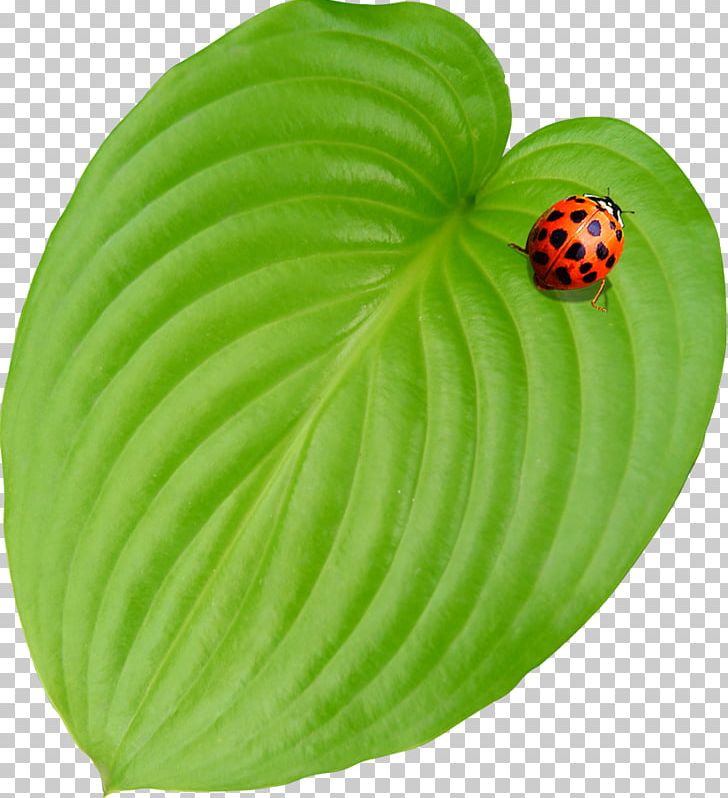 Leaf Ladybird PNG, Clipart, Autumn Leaf, Download, Grass, Green, Green Leaf Free PNG Download