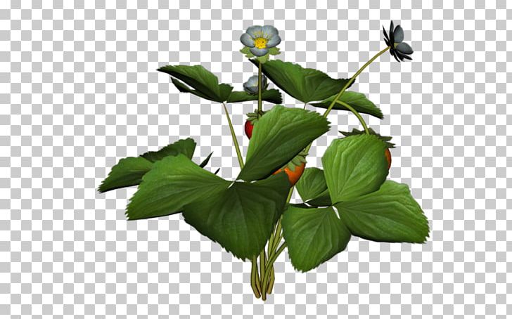 Musk Strawberry Treelet PNG, Clipart, Berry, Blog, Branch, Flora, Flower Free PNG Download