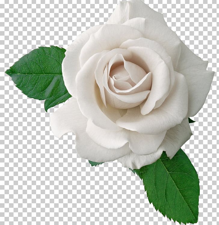 Rose PNG, Clipart, China Rose, Computer Icons, Cut Flowers, Desktop Wallpaper, Document Free PNG Download