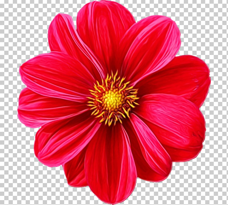 Flower Petal Red Plant Gazania PNG, Clipart, Annual Plant, Daisy Family, Flower, Gazania, Gerbera Free PNG Download